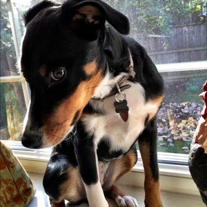 Meet your Posher, Cat